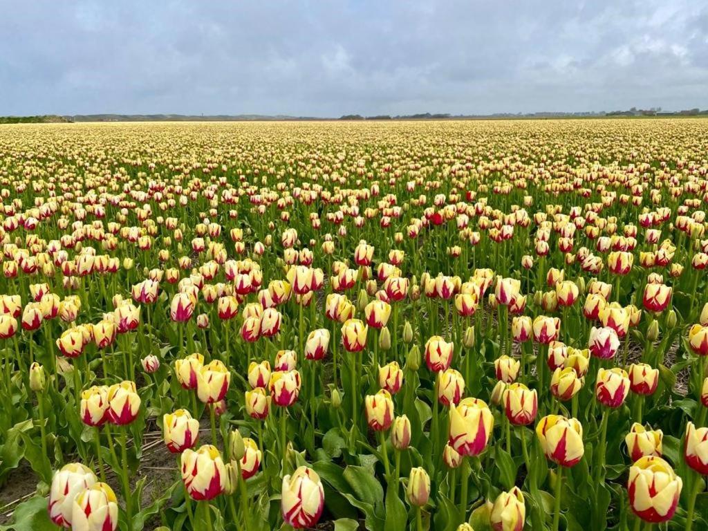 Slapen tussen de duinen by Droomvilla Sint Maarten Eksteriør bilde